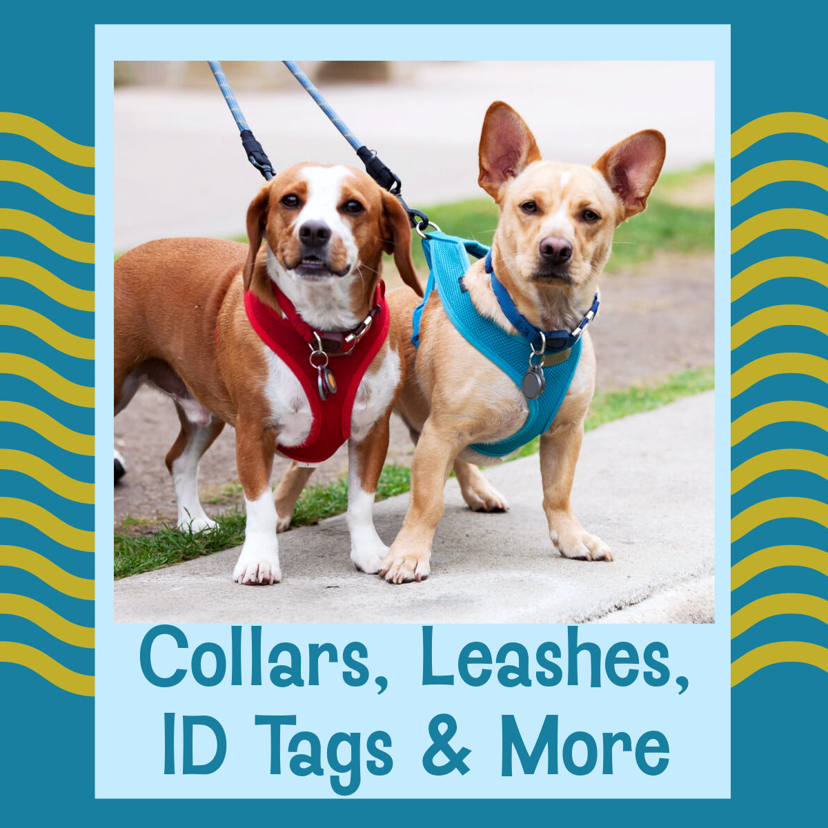 Collars, Leashes, ID Tags & More